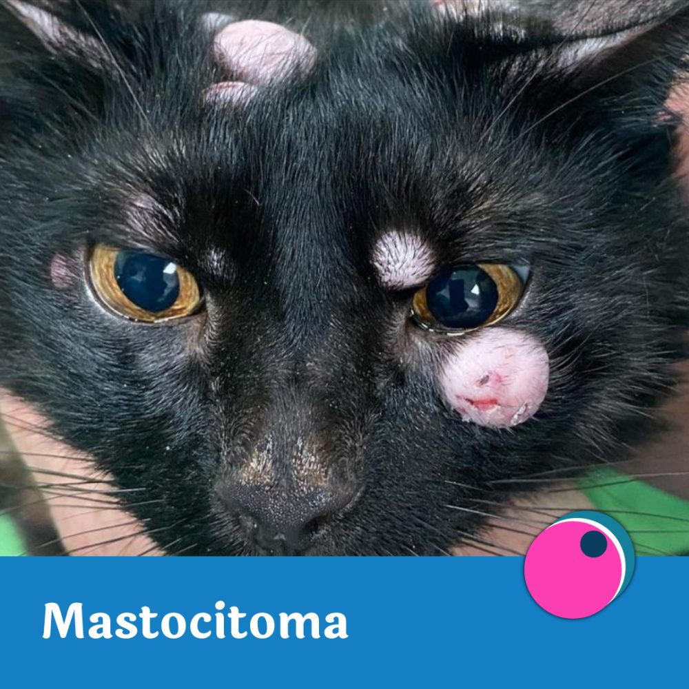Mastocitoma-1di2